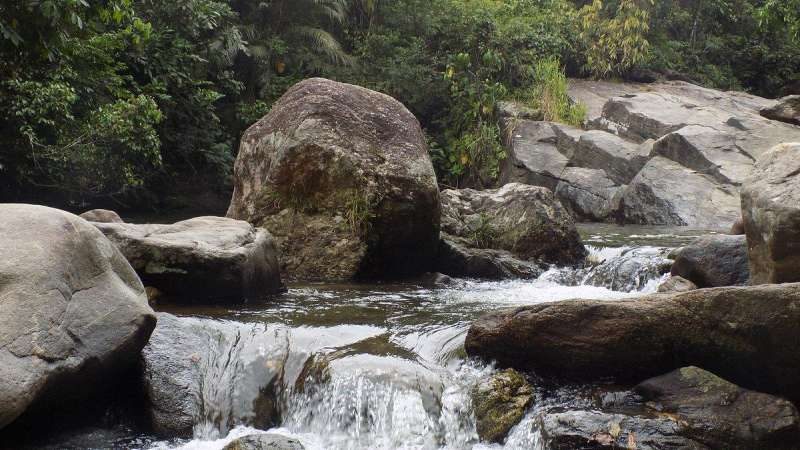 aproveite o poco das samambaias em cachoeiras de macacu rj